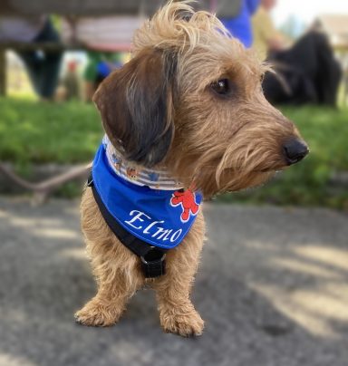 Ein kleiner, brauner Hund trägt ein blaues Halsband mit Aufschrift, im Freien stehend.